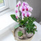Roze Phalaenopsis orchidee - Niagara Fall - potmaat Ø12cm -