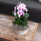 Roze Phalaenopsis orchidee - Niagara Fall - potmaat Ø12cm -
