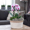 Roze Phalaenopsis orchidee - Niagara Fall - potmaat Ø12cm -