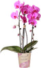 Roze Phalaenopsis orchidee - Niagara Fall - potmaat Ø12cm -
