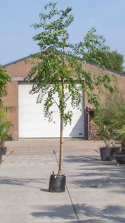 Roze schijn acacia Robinia mar. Casque Rogue h 350 cm st. omtrek 12 cm