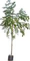 Roze schijn acacia Robinia mar. Casque Rogue h 350 cm st. omtrek 12 cm