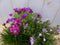 Roze voorjaarsplantjes op houten schijf 30 cm diameter