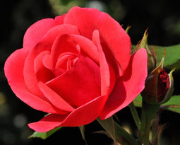 Rozen grond aarde 20 liter