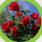 Rozen grond aarde 30 liter