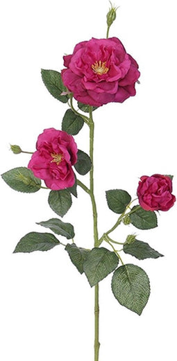 Rozentak purple