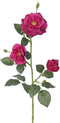 Rozentak purple