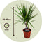 Plant in a Box - Dracaena Marginata - Mix van 3 - Drakenbloedboom - Groene kamerplant - Pot van 12cm - Hoogte 30-40cm