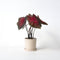 Plant in a Box - Caladium Postman Joyner - Tropische Kamerplant - Pot 12cm - Hoogte 25-40cm