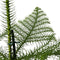 Plant in a Box - Araucaria Heterophylla - Inclusief mand - Norfolkden - Kamerden - Pot 17cm - Hoogte 50-60cm