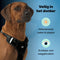 Jake and Jacky Hondentuigje - Anti-Trek Tuig - Y Tuig Hond - Reflecterend - Zwart - Maat L