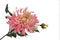 Silk-ka Kunstbloem-Zijde Bloem Chrysant Steel Roze 78 cm