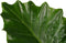 Decorum Alocasia Portodora - Elho brussels black – ↨ 80cm – ⌀ 21cm