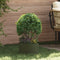 vidaXL - Tuinplant - Olijf - Groen - 30x30x20 - cm - Staal