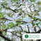Beverboom | Magnolia kobus 14-18 cm | Bomenbezorgd.nl