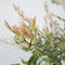 Plant in a Box - Salix integra Flamingo - Set van 2 - Tuinplant - Bonte wilg - Winterhard - Pot 21cm - Hoogte 110-120cm