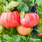 Tomatenzaden Pakket - 13 Soorten - Tomaten Zaden - Groentezaden - Tomaten - Moestuinzaden - Tomatenplant - Moestuin Pakket - Tomaat - Tomatenzaden - Organifer