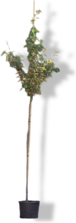 2 stuks! Olijfwilg Elaeagnus ebbingei h 225 cm st. omtrek 7 cm st....