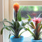 Kamerplant - Guzmania Tala double