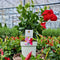 Plants by Frank - Set van 6 Mandevilla Rood Planten - 6 x Dipladenia Rood in 12 cm pot - Mediterrane Planten - Vers uit de Kwekerij geleverd - Klimplanten