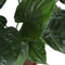 Alocasia Cucullata - Forever Plants - Groene plant- Hoogte 110 cm