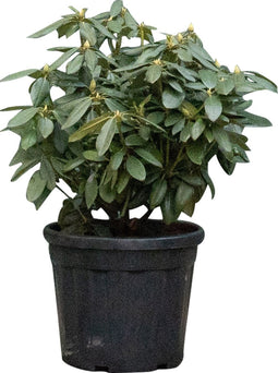 2 stuks! Rhododendron Catawbiense boursault Rhododendron Catawbiens...