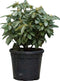 2 stuks! Rhododendron Catawbiense boursault Rhododendron Catawbiens...