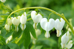 3 stuks Dicentra spectabilis Alba Samplant