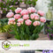 Plant in a Box - Tulipa Dreamer - Tulpenbollen x20 - Bloembollen voor Tuin, Terras of Balkon