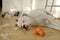 Zogoflex Tux hondenfrisbee - L - Tangerine Oranje