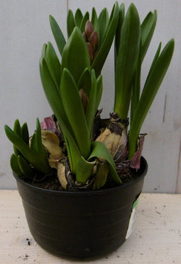 3 stuks! Hyacint multiflora blauw