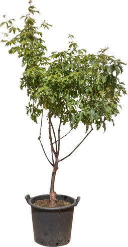 Papieresdoorn | Acer griseum | Bomenbezorgd.nl