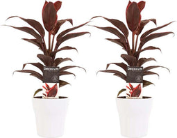 Decorum Duo 2x Cordyline Mambo met Anna white – ↨ 40cm – ⌀ 12cm