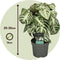 Plant in a Box - Aphelandra Curly White - Zebra plant - set van 4 - Pot 13cm - Hoogte 25-35cm