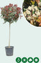Bol photinia Volgroeid | Photinia fr. 'Red Robin' 10-12 cm 90-110 cm| Bomenbezorgd.nl