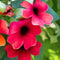 Plant in a Box - Thunbergia alata 'Arizona Rood' - Set van 3 - Rode Bloeiende klimplanten - Pot 9cm - Hoogte 25-40cm