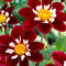 Plant in a Box - Dahlia 'Mary Evelyn' - set van 3 - zomerbloeiers - dahliaknollen - tuinbloemen - Rood/Wit/Geel