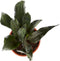 Sanseveria, vrouwentong - Set van 2 - Fachjan - Groene Plant- Hoogte 65 cm