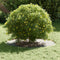 vidaXL - Plantenring - Ø40/70 - cm - Gegalvaniseerd - Staal