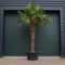Chinese waaierpalm - Trachycarpus Fortunei 190 cm stamhoogte