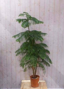 Warentuin natuurlijk - Kamerden Araucaria 200 cm kamerplant