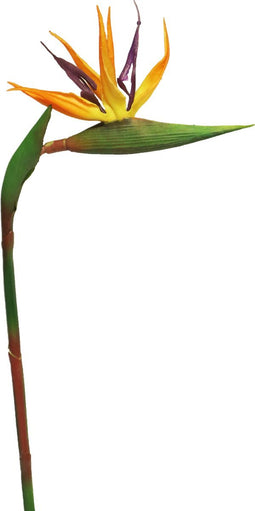 RT Strelitzia Cathy orange 58cm