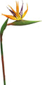 RT Strelitzia Cathy orange 58cm