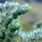 Plant in a Box - Eucalyptus pulverulenta 'Baby Blue' - Eucalyptusstruik - Tuinplant - Pot 19cm - Hoogte 40-45cm