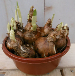 3 stuks! Narcis schaaltje