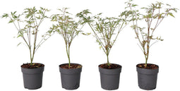 Japanse Esdoorn - Set van 4 - Acer 'Butterfly' - Hoogte 25-40cm - ⌀10,5cm - Acer palm. Butterfly P10,5 x4