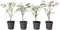 Japanse Esdoorn - Set van 4 - Acer 'Butterfly' - Hoogte 25-40cm - ⌀10,5cm - Acer palm. Butterfly P10,5 x4