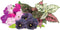 Click & Grow vibrant flower mix