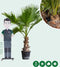Mexicaanse Waaierpalm Wasthingtonia Robusta - 40-50 cm Stamhoogte