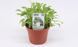 Rucola